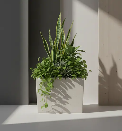 Cream Stone Finish Square Plante